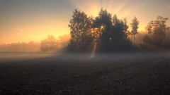 Landscapes fog nature forests morning view
