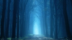 Landscapes fog nature forests mystic