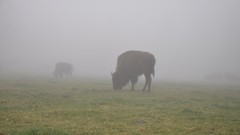 Landscapes fog nature grass Animals buffalo