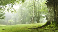 Landscapes fog nature grass Green moss forests dawning