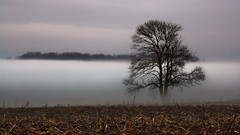 Landscapes fog nature grass veil