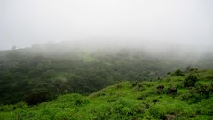 Landscapes fog nature Green mist