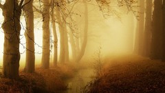 Landscapes fog nature Netherlands paths forests