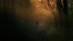 Landscapes fog nature paths forests