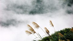 Landscapes fog nature Plants