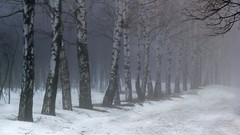 Landscapes fog nature snow