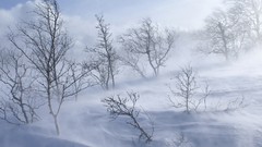 Landscapes fog nature snow winter
