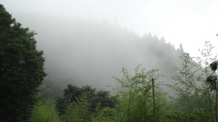 Landscapes fog nature summer forests