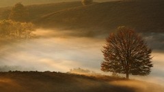 Landscapes fog nature Trees