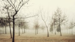 Landscapes fog nature Trees