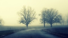 Landscapes fog nature Trees