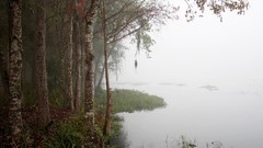 Landscapes fog nature Trees