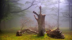 Landscapes fog nature Trees