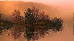 Landscapes fog nature Trees