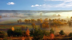 Landscapes fog nature Trees