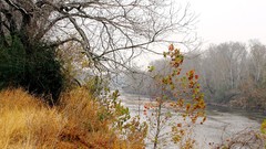 Landscapes fog nature Trees autumn branches wet rivers forests