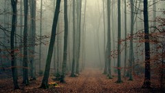 Landscapes fog nature Trees autumn foliage Wood
