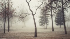 Landscapes fog nature Trees autumn mist