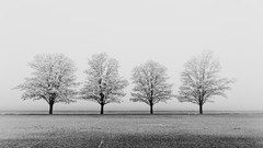 Landscapes fog nature Trees black and white monochrome mist 