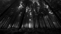 Landscapes fog nature Trees black and white silence Wood gloomy 