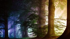 Landscapes fog nature Trees bright trunks Plants forests flora 