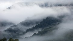 Landscapes fog nature Trees clouds forests wildlife