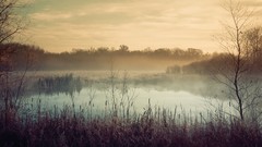 Landscapes fog nature Trees clouds morning reeds mist