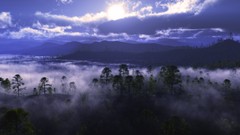Landscapes fog nature Trees clouds skylines