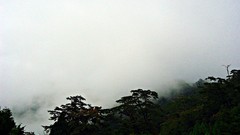 Landscapes fog nature Trees clouds Taiwan skies