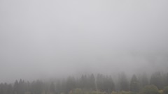 Landscapes fog nature Trees country white Green