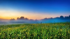 Landscapes fog nature Trees crops farms