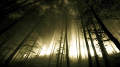 Landscapes fog nature Trees dark forests