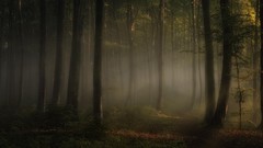 Landscapes fog nature Trees dark trail sunlight autumn leaves 