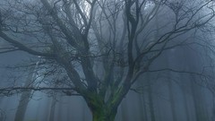 Landscapes fog nature Trees dawn forests