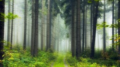 Landscapes fog nature Trees dawn Green one paths forests