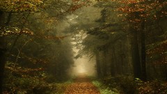 Landscapes fog nature Trees dawn Green paths autumn leaves 