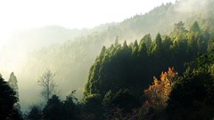 Landscapes fog nature Trees dawn hills Taiwan mist forests 