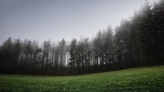 Landscapes fog nature Trees fields forests