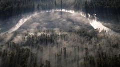 Landscapes fog nature Trees forests