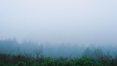 Landscapes fog nature Trees forests