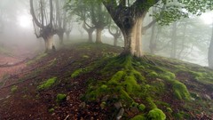Landscapes fog nature Trees forests