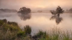 Landscapes fog nature Trees grass calm morning United Kingdom 