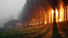 Landscapes fog nature Trees grass Green orange sunbeams dawning 