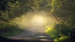 Landscapes fog nature Trees grass Green paths forests