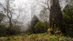 Landscapes fog nature Trees grass Green Plants Australia 