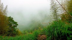 Landscapes fog nature Trees grass Mountains
