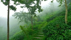 Landscapes fog nature Trees grass paths