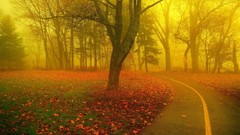 Landscapes fog nature Trees grass roads Soul forests