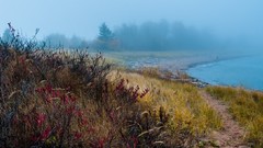 Landscapes fog nature Trees grass water lakes Beaches dawning
