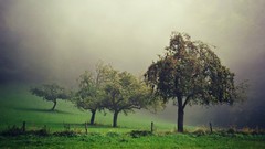 Landscapes fog nature Trees Green germany mist fields